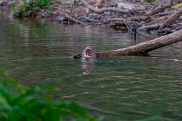 Smooth fur The tip of the tail is clearly flat. The hairs above the nose are straight lines, mouth, cheeks, lower neck and upper chest are yellowish white. The upper part of the body is dark brown.
