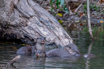 Smooth fur The tip of the tail is clearly flat. The hairs above the nose are straight lines, mouth, cheeks, lower neck and upper chest are yellowish white. The upper part of the body is dark brown.