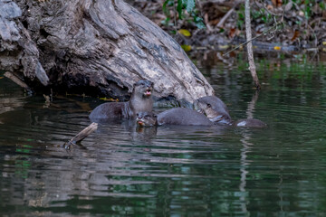 Smooth fur The tip of the tail is clearly flat. The hairs above the nose are straight lines, mouth, cheeks, lower neck and upper chest are yellowish white. The upper part of the body is dark brown.