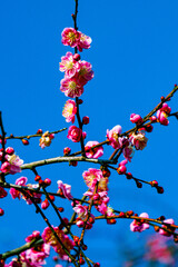 南立石公園の枝垂れ梅
