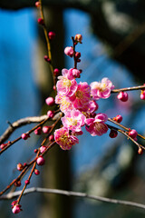 南立石公園の枝垂れ梅