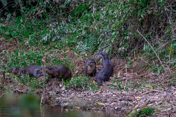 Smooth fur The tip of the tail is clearly flat. The hairs above the nose are straight lines, mouth, cheeks, lower neck and upper chest are yellowish white. The upper part of the body is dark brown.