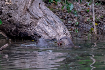 Smooth fur The tip of the tail is clearly flat. The hairs above the nose are straight lines, mouth, cheeks, lower neck and upper chest are yellowish white. The upper part of the body is dark brown.