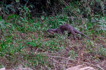Smooth fur The tip of the tail is clearly flat. The hairs above the nose are straight lines, mouth, cheeks, lower neck and upper chest are yellowish white. The upper part of the body is dark brown.