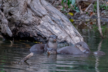 Smooth fur The tip of the tail is clearly flat. The hairs above the nose are straight lines, mouth, cheeks, lower neck and upper chest are yellowish white. The upper part of the body is dark brown.