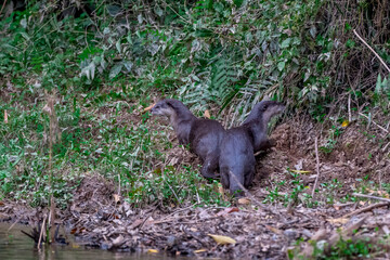 Smooth fur The tip of the tail is clearly flat. The hairs above the nose are straight lines, mouth, cheeks, lower neck and upper chest are yellowish white. The upper part of the body is dark brown.