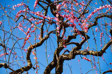 南立石公園の枝垂れ梅