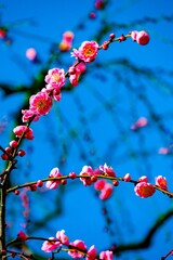 南立石公園の枝垂れ梅