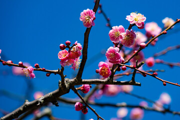 南立石公園の枝垂れ梅