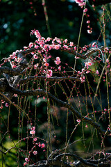 南立石公園の枝垂れ梅