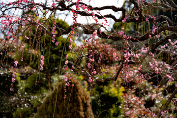 南立石公園の枝垂れ梅