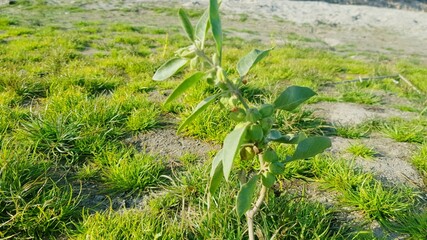 Obraz premium Wild Physalis Minima Groundcherry Green Lantern Husks Erect Stem Broad Leaves Wheat Field Weed Pakistan Identification