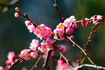 南立石公園の枝垂れ梅