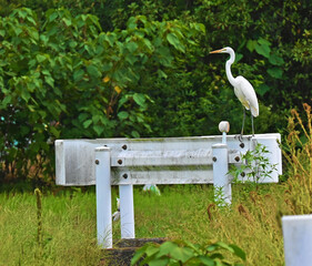ガードレールに止まるダイサギ