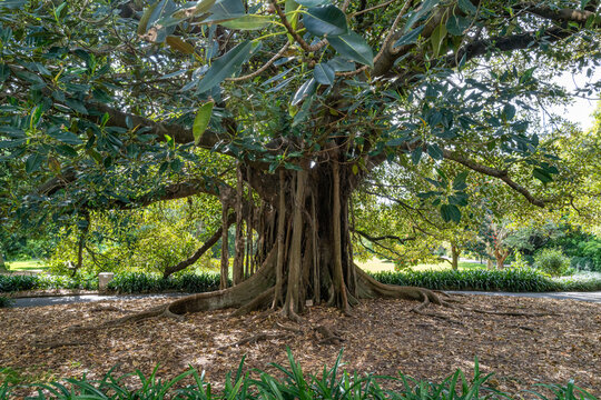 Giant Moreton Bay Fig Tree with Buttress Roots in Sydney