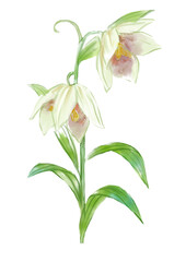 咲き誇るバイモの花の手描きの水彩イラスト(透過PNG)