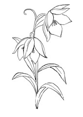 咲き誇るバイモの花の手描きの線画イラスト
(透過PNG)