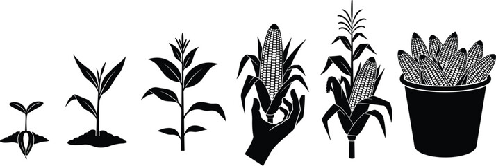 Corn plant growth stages from seedling to harvest maize silhouette vector illustration collection © Ayejoddin