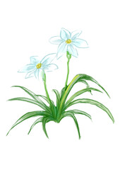 咲き誇るハナニラの花の手描きの水彩イラスト(透過PNG)