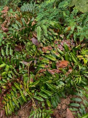 Obraz premium Forest, Malaysia, Hills