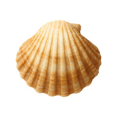 Fototapeta premium Seashell PNG Natural Beach Shell Transparent Image Ai Generated