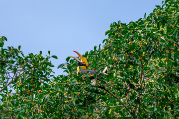 The bill and large hump are yellow. The face is black. The throat is white or yellowish-white. The body is black. The wings are black with a wide yellow stripe running down the middle of the wings.
