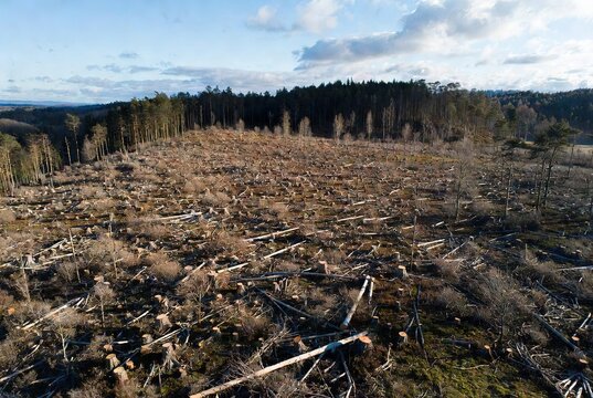 A stark view of deforestation: fallen trees and stumps in a cleared forest area