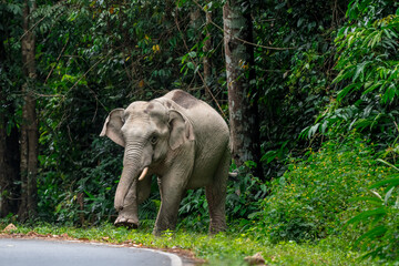 Fototapeta premium Its body is gray, its snout is called the trunk. The trunk of the Asian elephant has only one beak. Nakhon Ratchasima, Thailand.