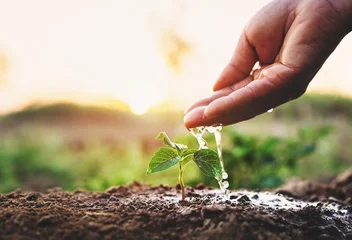 Fotobehang Natuur Park hand is watering a small plant  © lovelyday12