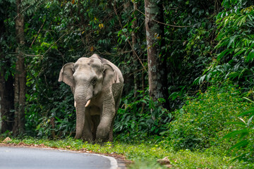 Its body is gray, its snout is called the trunk. The trunk of the Asian elephant has only one beak. Nakhon Ratchasima, Thailand.