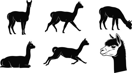 Llama Silhouette Set Standing Walking Grazing Sitting and Head Portrait Vector Illustration Collection Isolated © Monteza