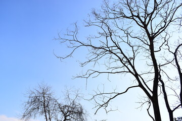 branches of big tree on blue sky background
