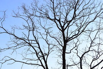 branches of big tree on blue sky background