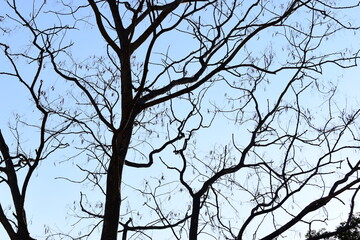 branches of big tree on blue sky background