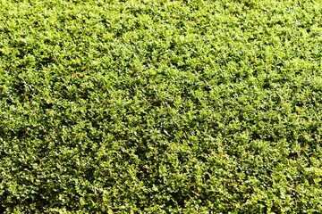 green leaf tree background with sunlight in springtime