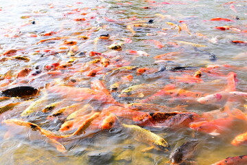 colourful crap fish in natural pond