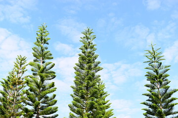 large pine tree on blue sky background, natural in springtime