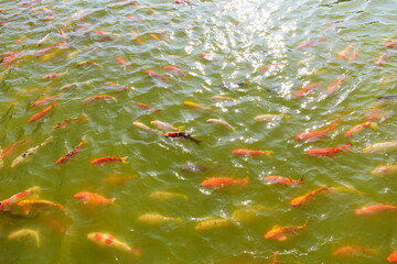colourful crap fish in natural pond