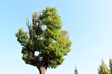 beautiful big tree with blue sky background