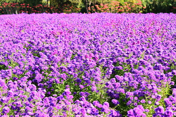 beautiful purple flower garden in springtime, natural background