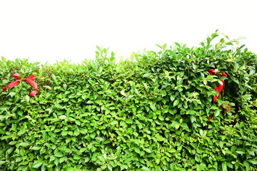 red ribbon on green leaf background