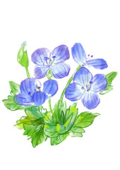 咲き誇るオオイヌノフグリの花の手描きの水彩イラスト(透過PNG)