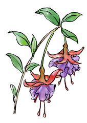 咲き誇る赤と紫のフクシアの花の手描きの線画と水彩イラスト(透過PNG)