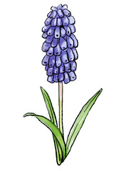 咲き誇る紫のムスカリの花の手描きの線画と水彩イラスト(透過PNG)