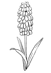 咲き誇るムスカリの花の手描きの線画イラスト(透過PNG)