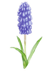 咲き誇る紫のムスカリの花の手描きの水彩イラスト(透過PNG)