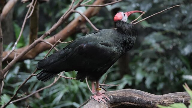 bald ibis 1