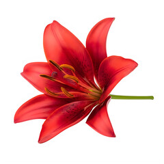 A vibrant red lily flower standing gracefully against a plain background