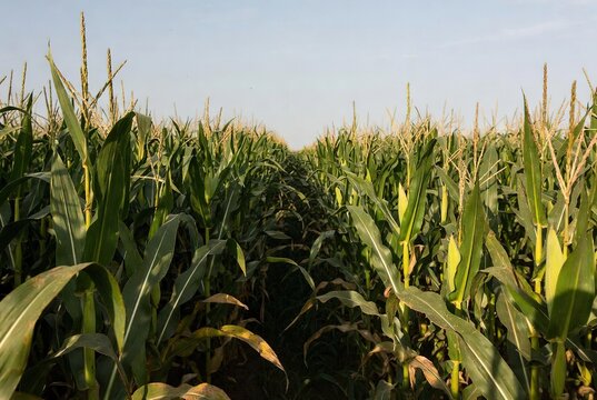 A vibrant green cornfield stretching towards the horizon under a clear blue sky