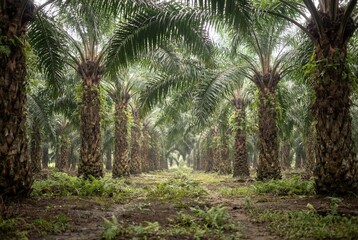 Fototapeta premium Low angle view of a dense and mature palm oil plantation forest